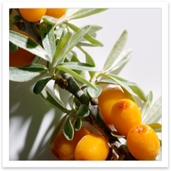 Seaberry Ingredient Benefits Image