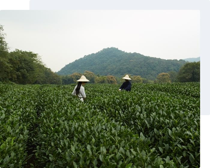 Two individuals tilling a field of tea leaves with the mountains in the background