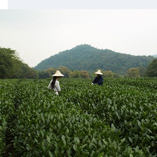 Two individuals tilling a field of tea leaves with the mountains in the background