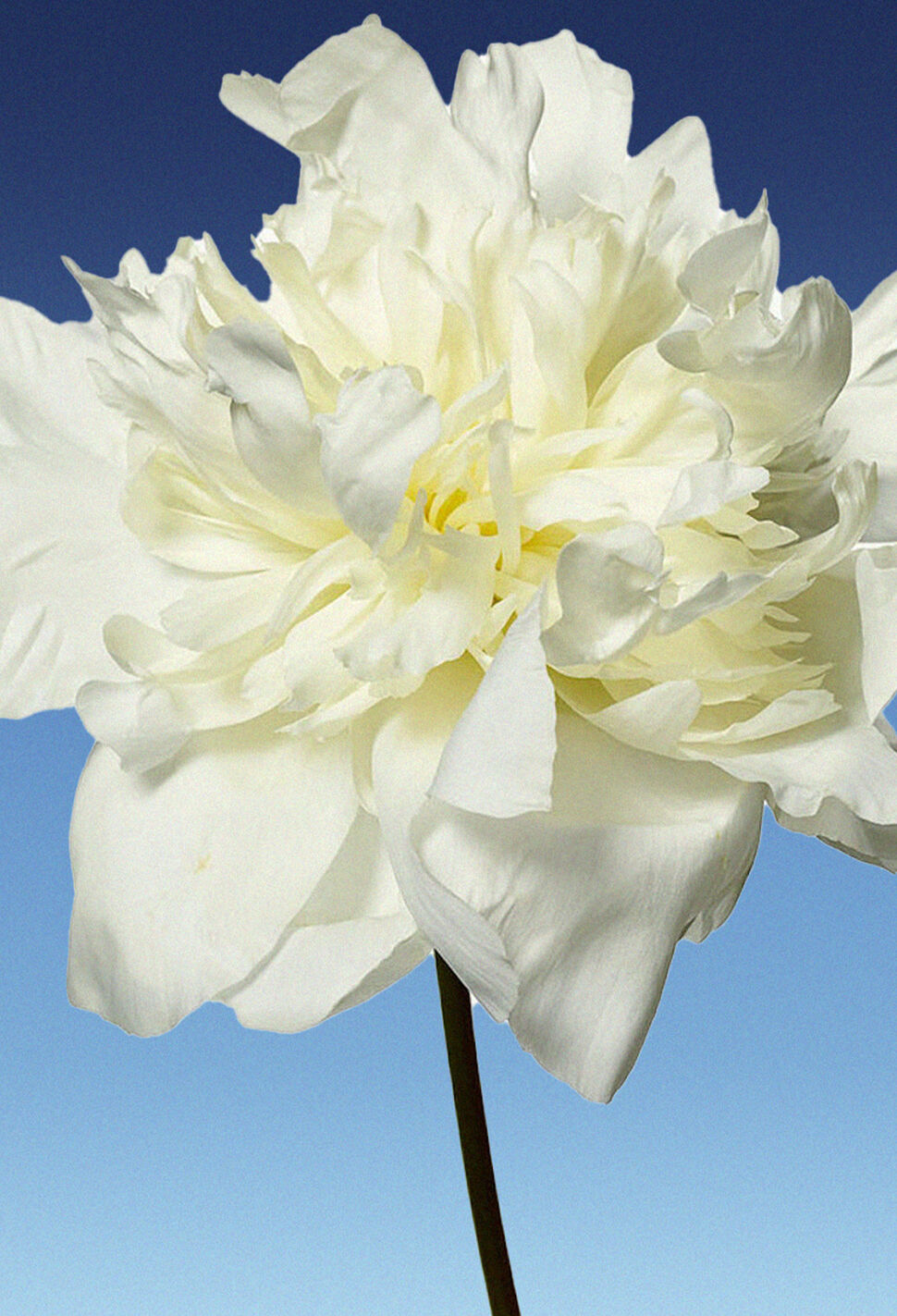 close up of white flower in full bloom on blue background