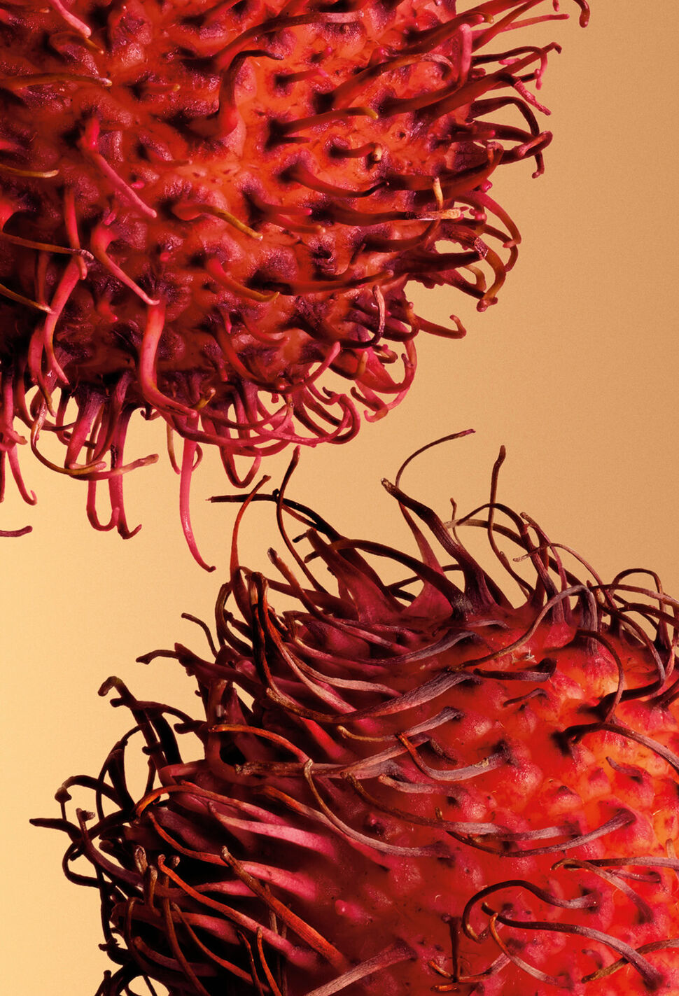 The Power of Rambutan