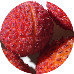 Lychee Seed Extract