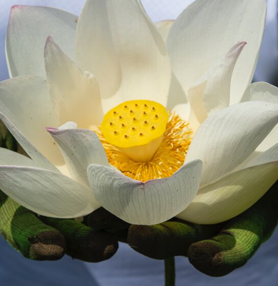 The Living Lotus - image