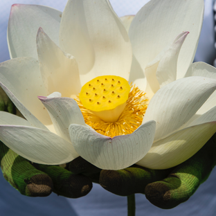 The Living Lotus - image