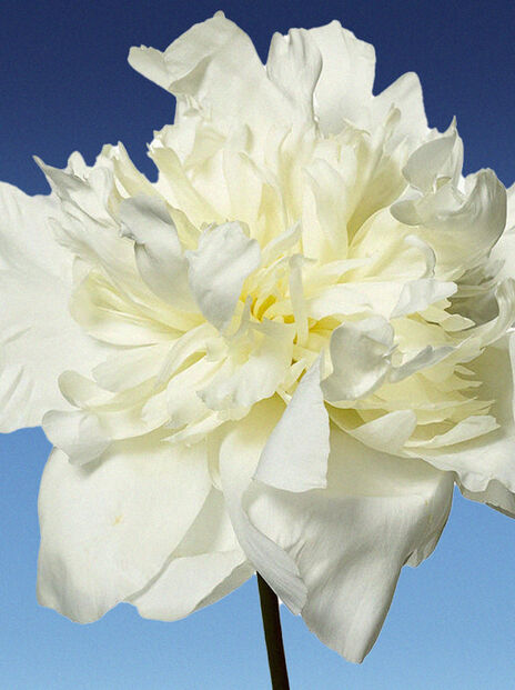 close up of white flower in full bloom on blue background