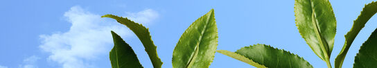 Blue sky with black tea leaves