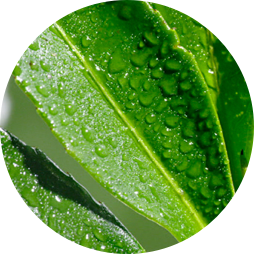 Black Tea Extract Black Tea Extract