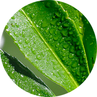 Black Tea Extract