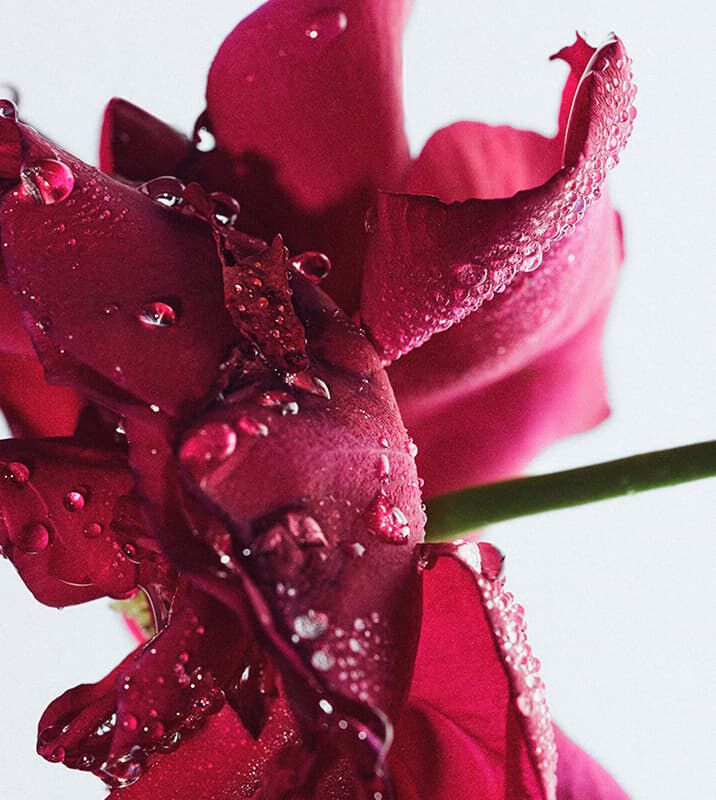 Rose Face Mask | fresh US