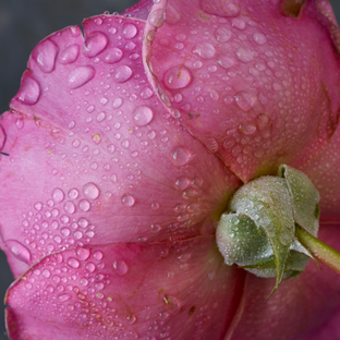 Rose pedal close-up