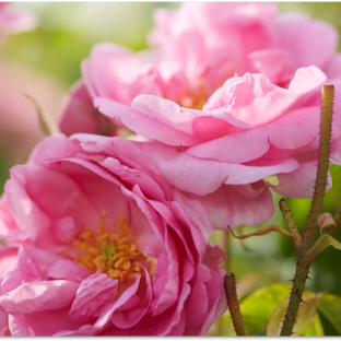 Our obsession continues... rose close-up