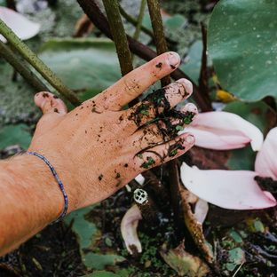 Organically-grown white lotus