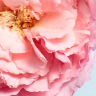 Rose Image