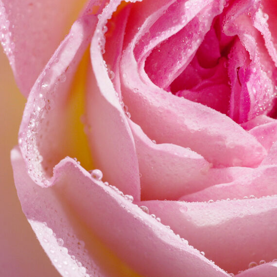 Rose Water