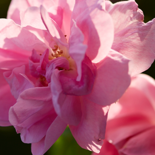 Rose close-up