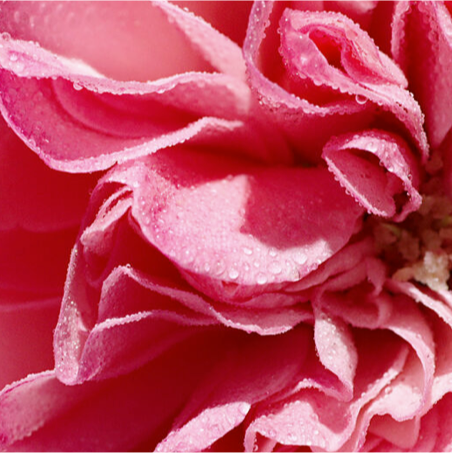 Rose ingredients - damask rose extract