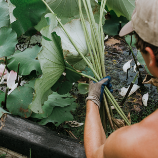 Lotus Harvest