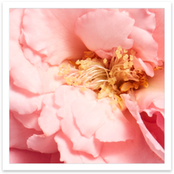 Rose Ingredient Benefits Image