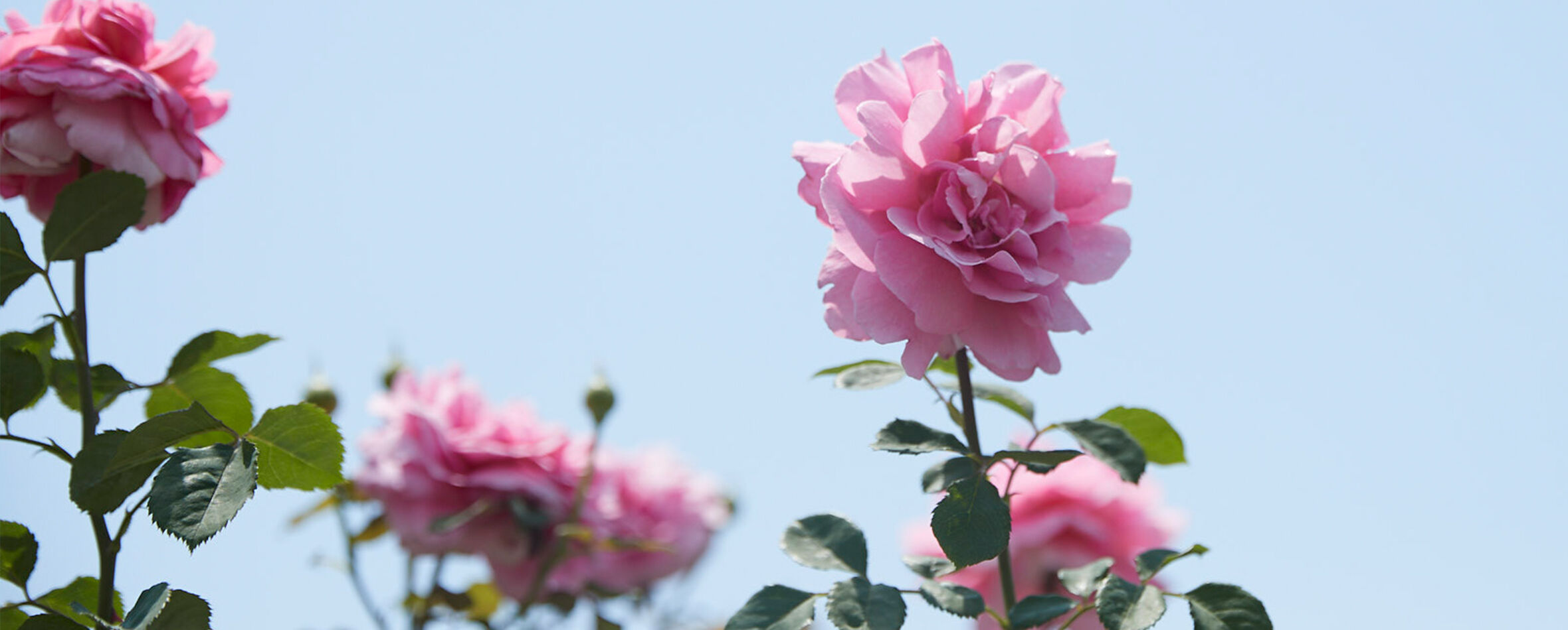 How to Recycle with Handle & Fresh - image header