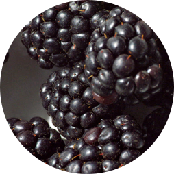 Blackberry Leaf Extract