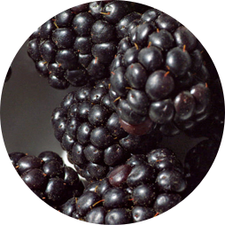 Blackberry Leaf Extract