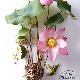 Lotus flower image