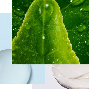 Black Tea Collection - header image