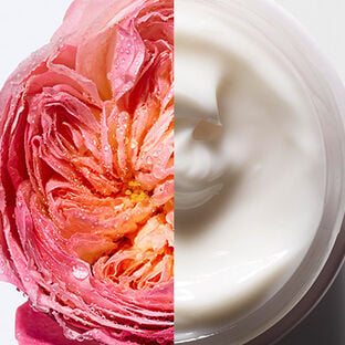 Rose Collection - header image