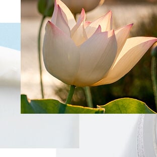 Lotus Collection - Hero Image