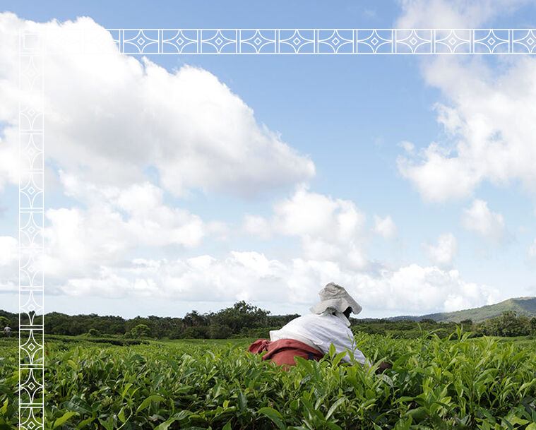 A worker in a field picking green tea leaves underneath a blue sky with clouds