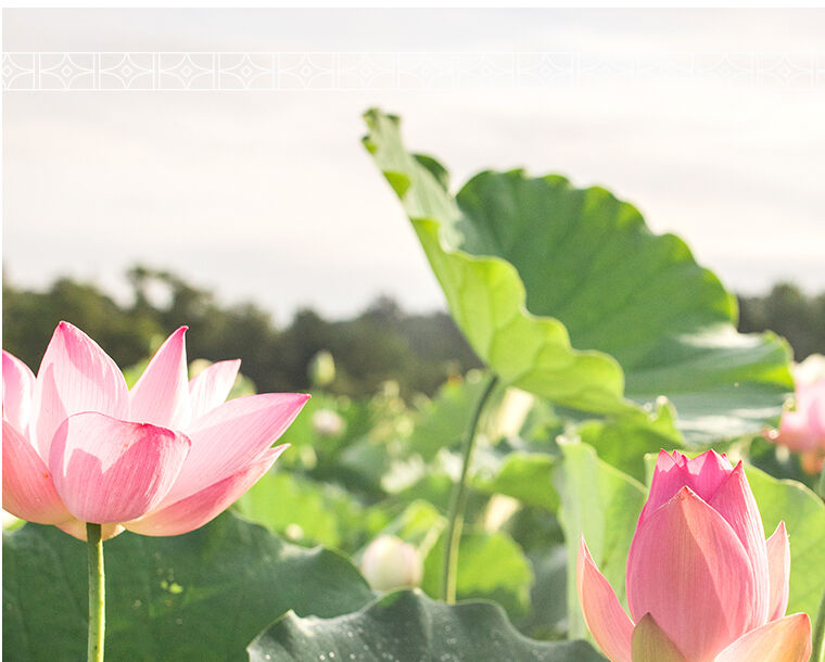 A close up of pink lotus flowers and their green leaves