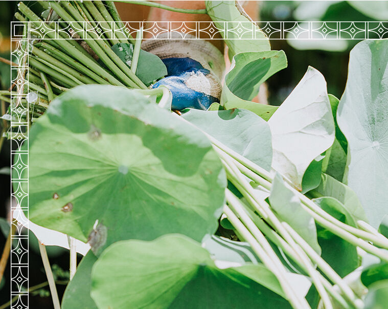 A bunch of green leaves and stems being held in the centre