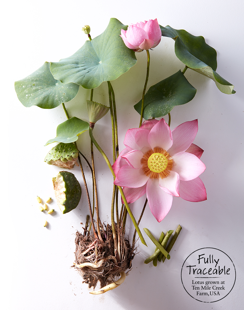 Lotus flower image Lotus flower image