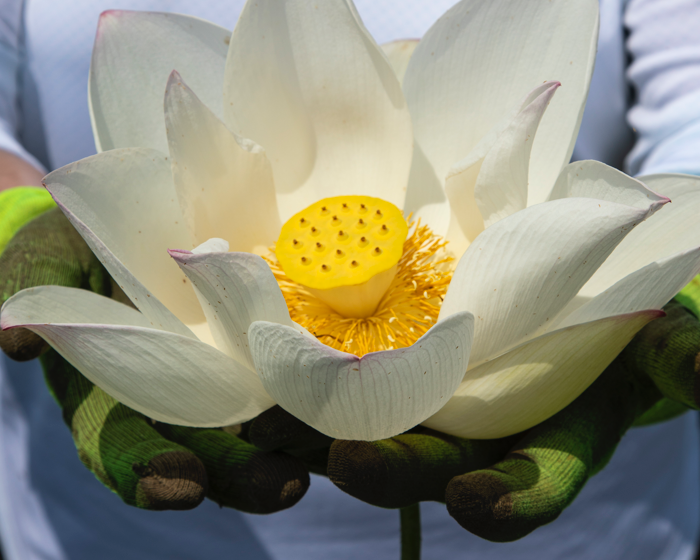 The Living Lotus - image The Living Lotus - image