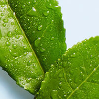 Fresh Natural Inspired Skin Care Body Care Amp Fragrances Products