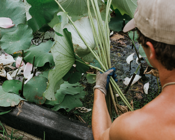 Lotus Harvest Lotus Harvest