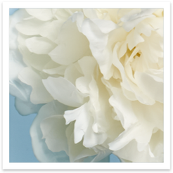 Peony Image
