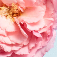 Rose Image