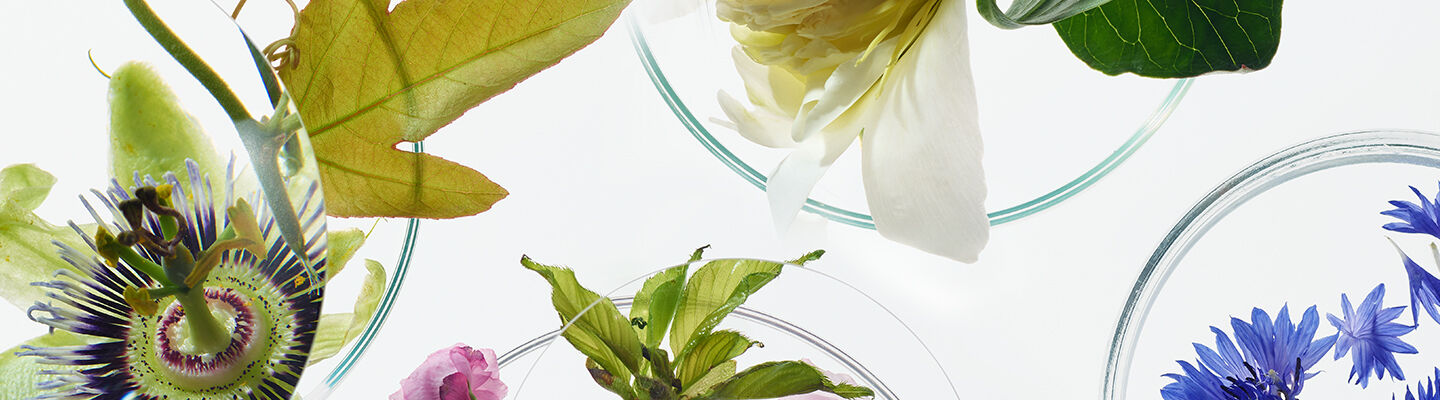 Floral Recovery - header image