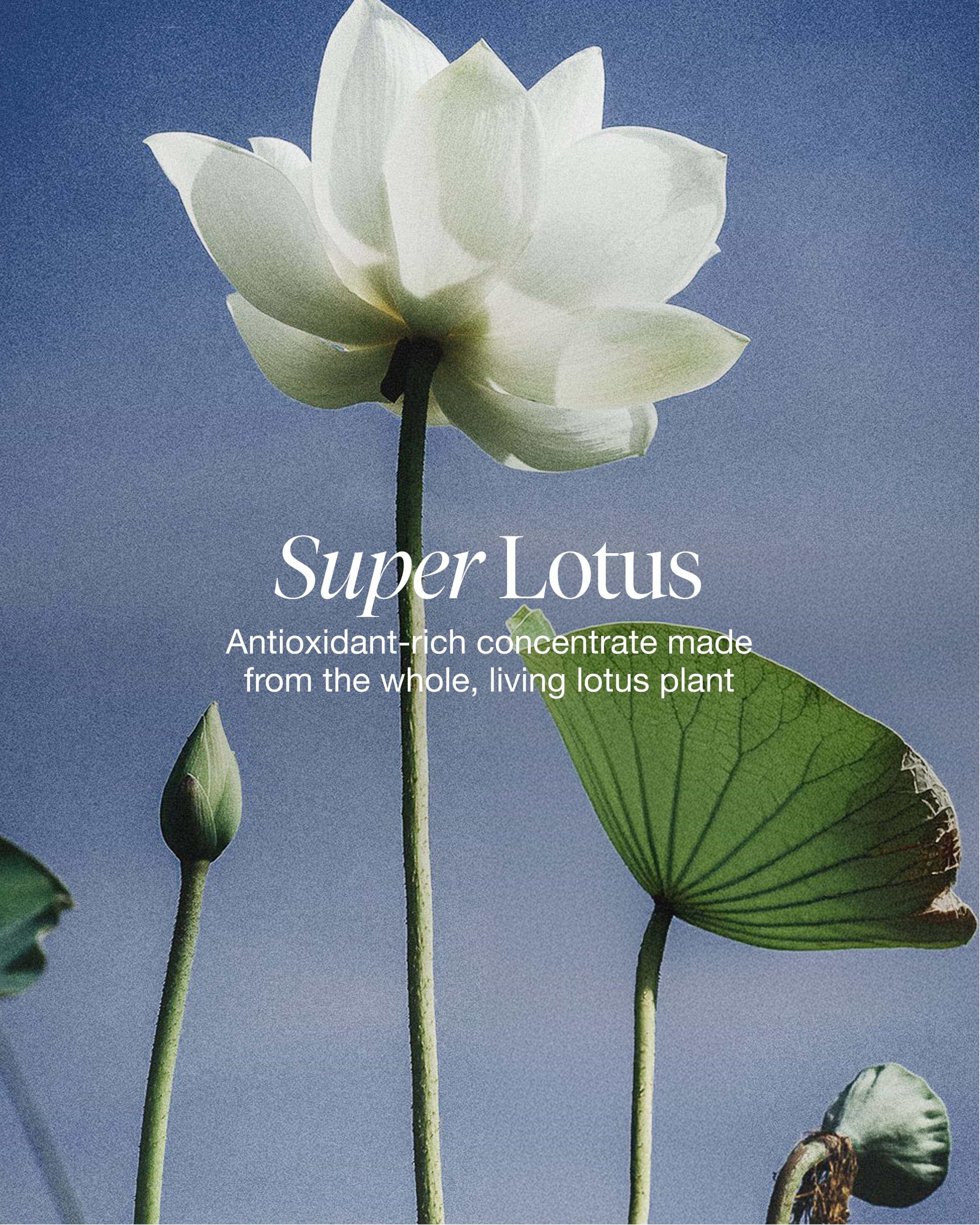 lotus youth preserve rescue mask