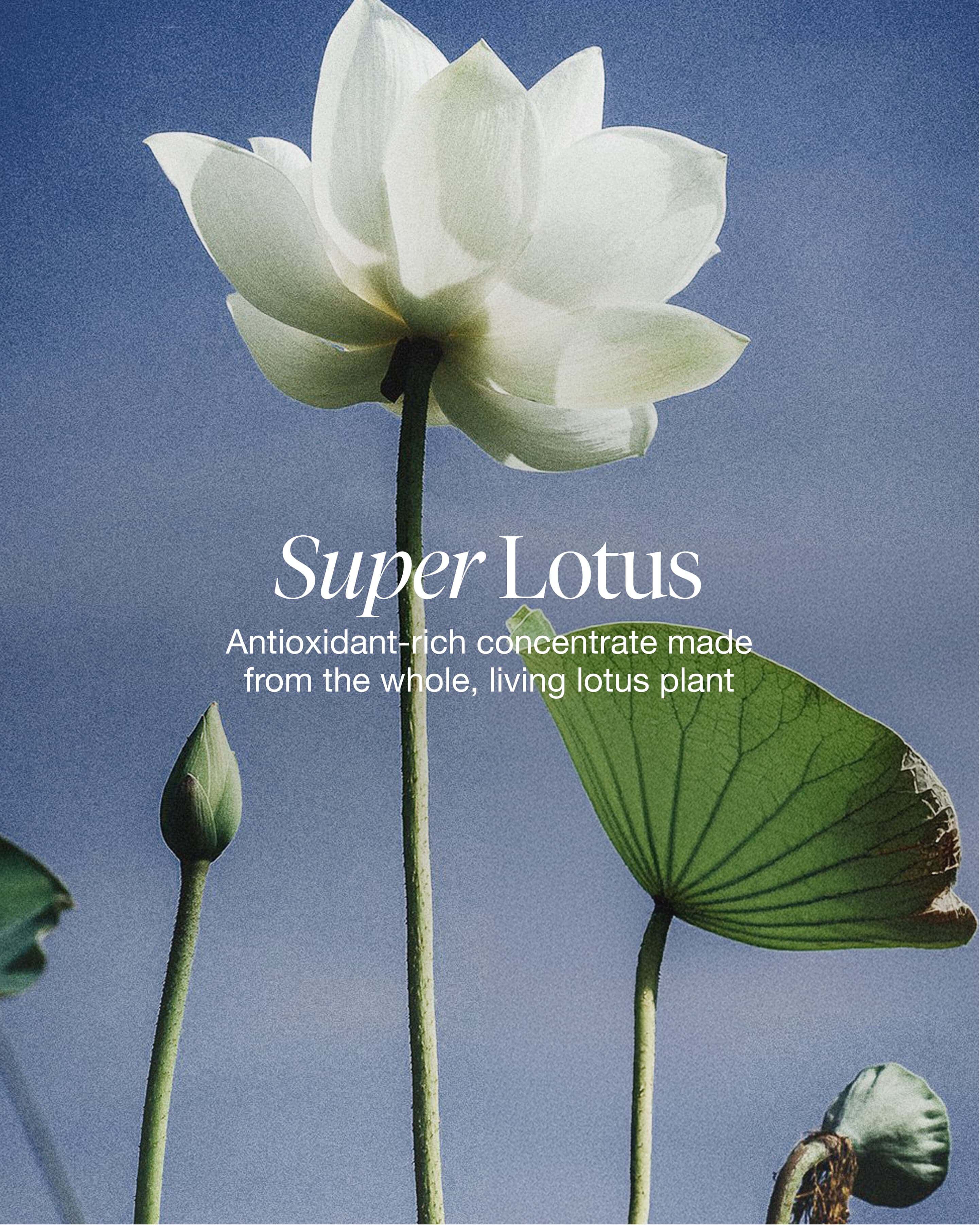 lotus youth preserve dream face cream