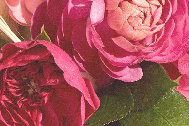 rose morning eau de parfum-Fragance-Image