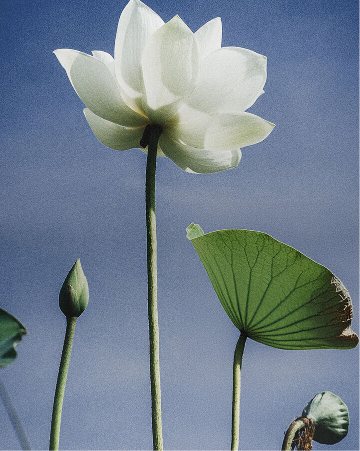 s&eacute;rum resurfa&ccedil;ant de r&ecirc;ve pro-jeunesse au lotus