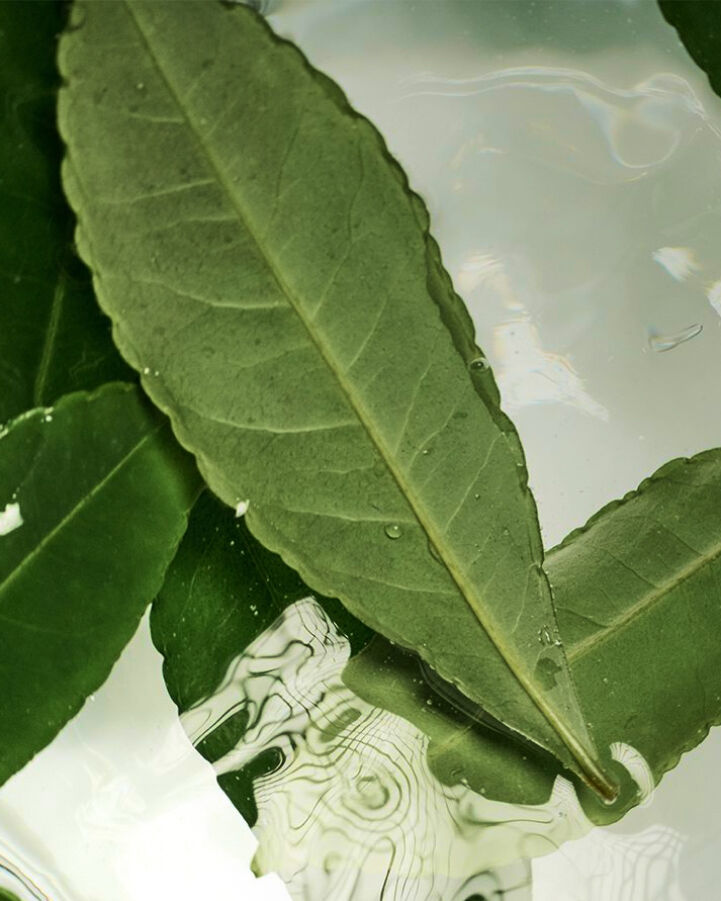masque perfecteur pour le visage au th&eacute; noir