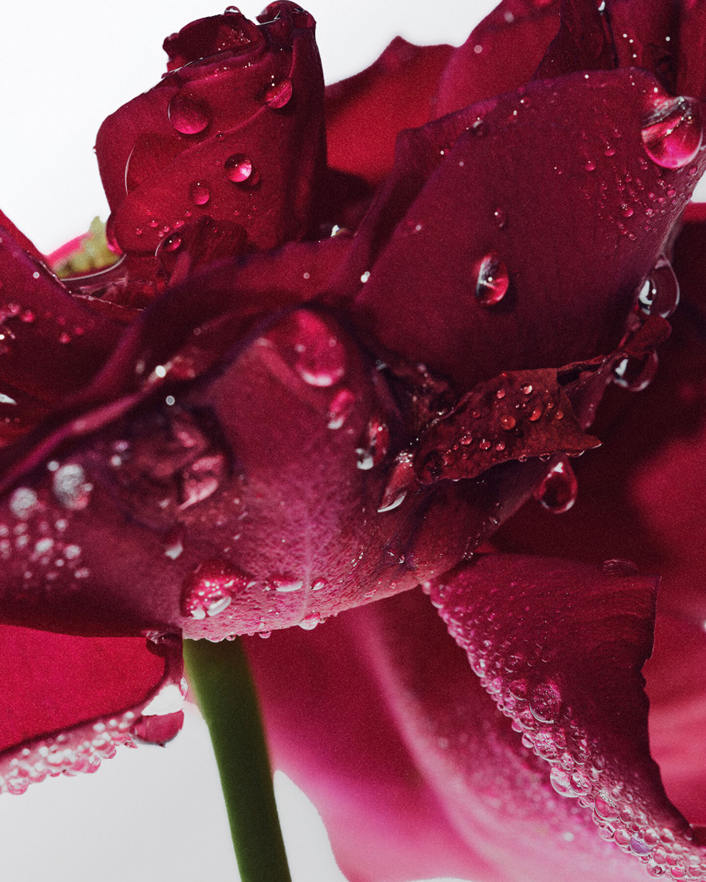 brume hydratation instantan&eacute;e &agrave; la rose
