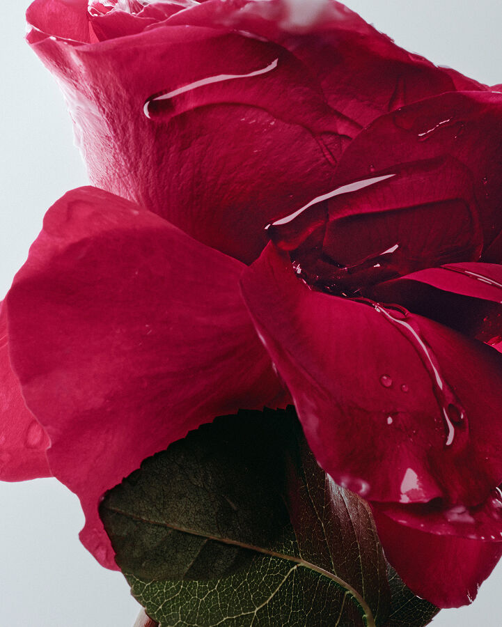 lotion tonique visage hydratation intense &agrave; la rose