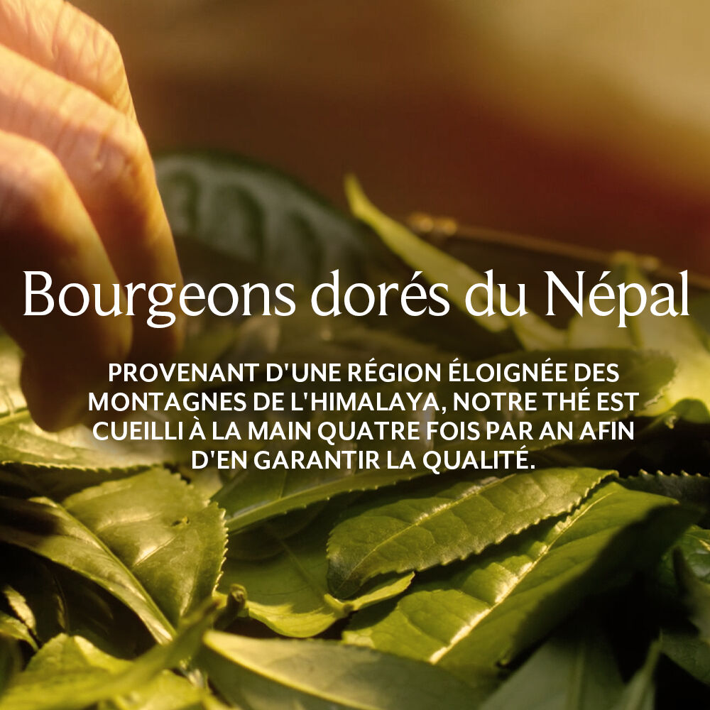 Kombucha Antioxidant Essence