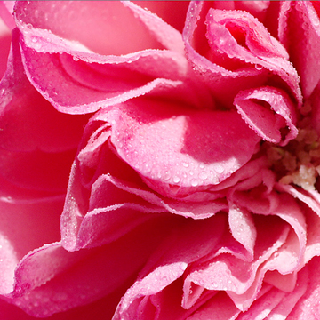 rose water