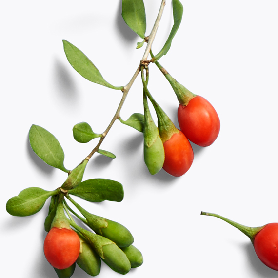 goji fruit