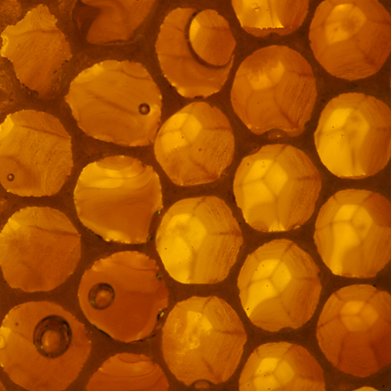 honey